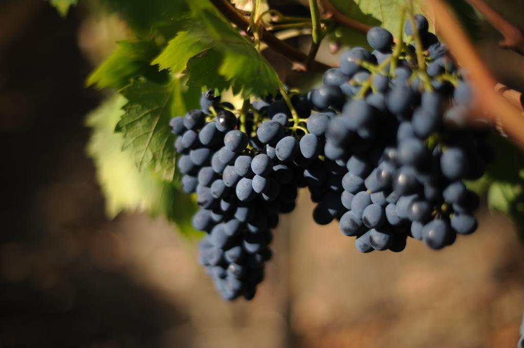 Agriturismo Tenuta Conti Faina Fratta Todina Rom bilde
